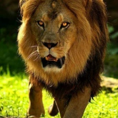 သီဟ ရာဇာ, 01.02.2004