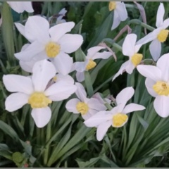 Сагида Камалитдинова, Салават