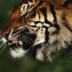 Rahib Sefer, Киев