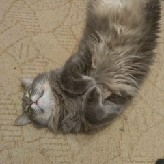 Дмитрий Гольчевский, 05.02, Москва