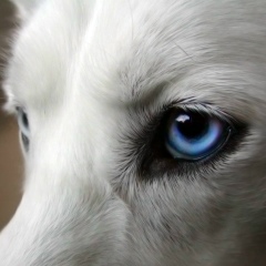 Константин Анкудинов, 25.11