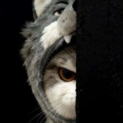 Павел Cg, 06.08.1985, Arawa