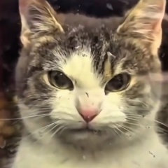 Андрей Копеин