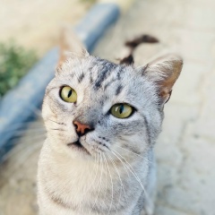 Жанылсын Али, 04.06, Актобе