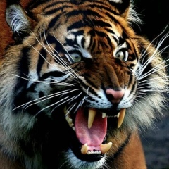 Алан Абдуллаев, 16.09.1994, Москва