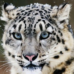 Валентин Батаев, Алматы