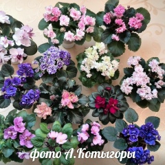 Алла Котыгора-Станкова, 05.11, Одесса