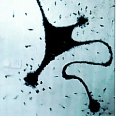 Анатолий Муратшин, Москва