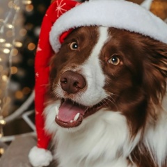 Тамара Шикдог, 25.08, Санкт-Петербург