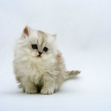 Мягкая Пушистая, 14.08.1982