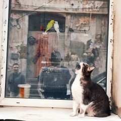 Ярослав Станкевич, 04.06, Симферополь