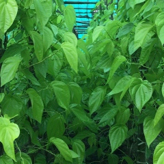 Soe Naing, 31.08.1995