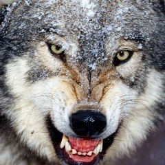 Сергей Ковалев, 02.01.1983, Новосибирск