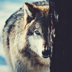 Рамазан Баймурадов, 23.06, Хасавюрт