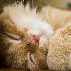 Алексей Евсенёв, Киев