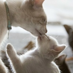 Umida Samieva, 16.01.1998, Алматы