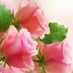 Alexandra Efimowa, Санкт-Петербург