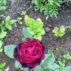 Елена Васильева, Рыбинск