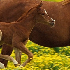 Нурик Райымкулов, 11.04.1992, Москва