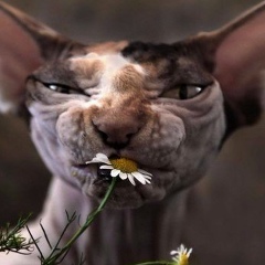 Инна Цилина, 16.06.1905