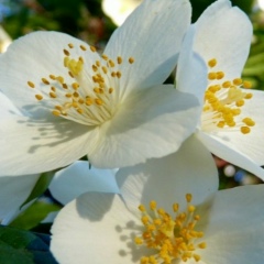 Альбина Артур, 30.01, Жанаозен