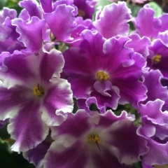 Kulyash Kulymzhanova, 13.02.1968