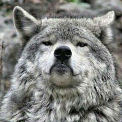 Murad Musaev, 15.03, Серноводское