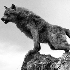 Tigr Magomadov, 07.10.1997, Краснодар