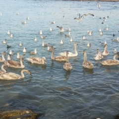 Murat Shayakhmetov, 21.01.1978, Астана