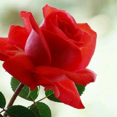 Ольга Конева