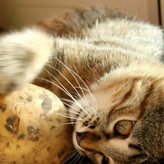 Дмитрий Михаловский, 29.07