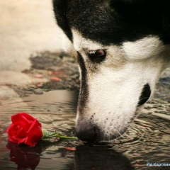 Алихан Тлеутаев, 10.08.1988, Алматы