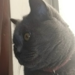 Lion Polli, 09.01, Киев