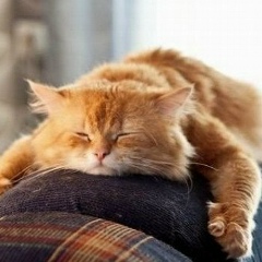 Вячеслав Гарагуля, 15.02.1985, Винница