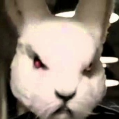 Yo Yo, Санкт-Петербург