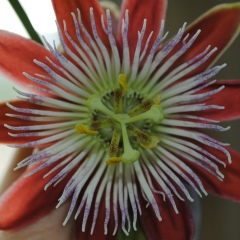 Sheda Superlove, 01.01.1936, Москва