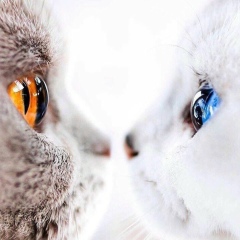 Анна Мудрая, 07.06.1915, Москва