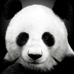 Stanley Kubrick, Санкт-Петербург