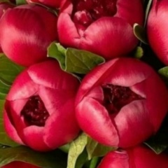 Дилназ Кондратьева, 11.04.2008, Москва