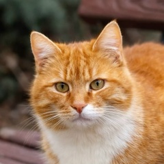 Александр Дьячков, Киев