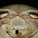 Гигантская Мокрица, 09.11.1987, Москва