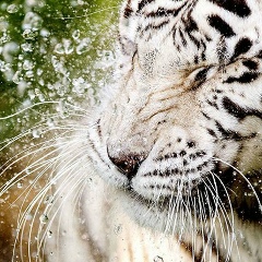 Михаил Федоров, 02.01.1983, Якутск