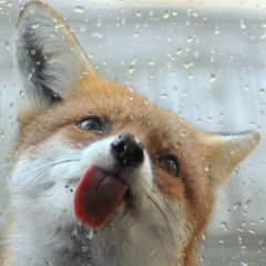 Иринка Матигорова, 25.10, Санкт-Петербург