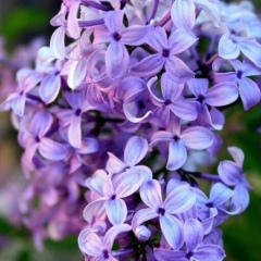 Sali Muratbekova, 06.09, Dubai