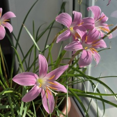 Ирина Андреева, Березовая Слободка