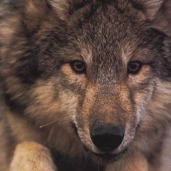 Владимир Волков, 27.09.1971, Нелидово