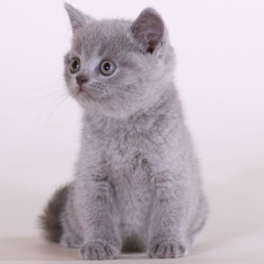 Светлана Ростун, 30.07.1986, Tampa