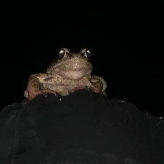 Климентий Васютин, 10.01.2005