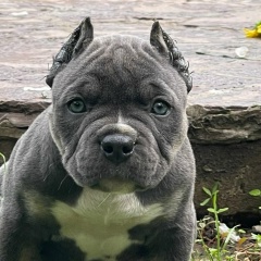 Реклама Щенков, 01.05.1984, Санкт-Петербург