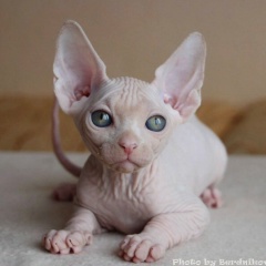 Милена Иванова, 10.10, Сочи